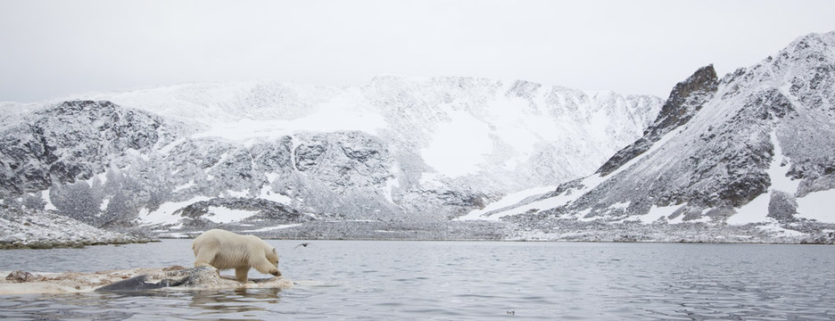 Polar bear (Ursus maritimus) feeding on dead whale, Svalbard, Norway, September 2009