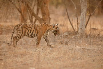 Fototapeta na wymiar Tiger mother and cub in a beautifulbeautiful golden light in the nature habitat/Ranthambhore National Park in India/indian wildlife/cute little cubs