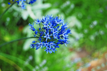 Beautiful allium flower