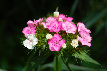 Obraz premium Beautiful Dianthus barbatus flower