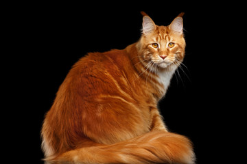 Obraz premium Huge Ginger Maine Coon Cat Sitting with Furry Tail and Staring in camera Isolated on Black Background, Back view