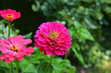 Beautiful zinnia flower