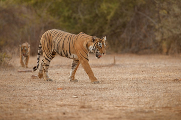 Fototapeta na wymiar Tiger mother and cub in a beautiful golden light in the nature habitat/Ranthambhore National Park in India/indian wildlife/cute little cubs
