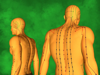 Human Acupuncture Model