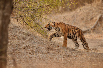 Fototapeta na wymiar Tiger mother and cub in a beautifulbeautiful golden light in the nature habitat/Ranthambhore National Park in India/indian wildlife/cute little cubs