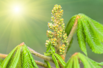 buds flowers chestnut are born on tree, spring