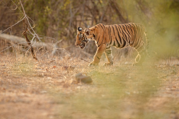 Tiger mother and cub in a beautifulbeautiful golden light in the nature habitat/Ranthambhore National Park in India/indian wildlife/cute little cubs