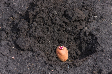 sprouted potatoes on the land, agrarian background