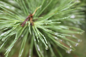 Naklejka na ściany i meble Drops of dew on pine needles 20084