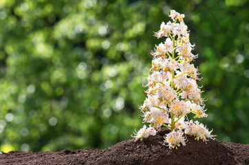 blossoming flowers of chestnut closeup, spring