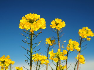 青空と菜の花