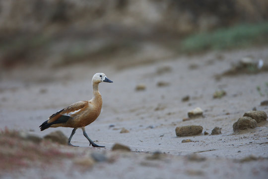 Ruddy shelduck (Tadorna ferruginea) in a dried out stream, Bagerova Steppe, Kerch Peninsula, Crimea, Ukraine, July 2009