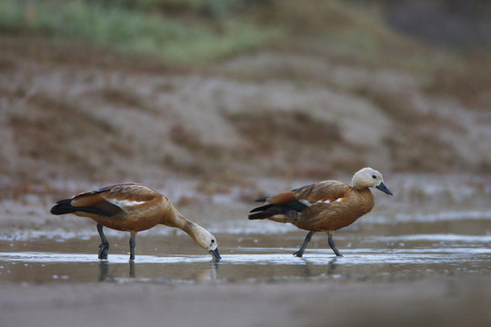 Two Ruddy shelduck (Tadorna ferruginea) Bagerova Steppe, Kerch Peninsula, Crimea, Ukraine, July 2009