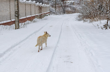Mixed breed white stray dog running on a winter road searching some food