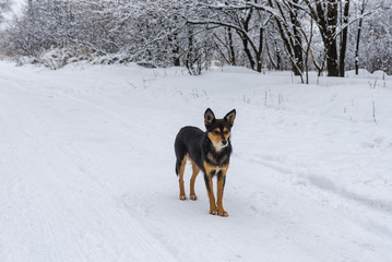 Mixed breed black dog standing on a snowy earth road looking around