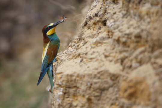 European bee eater (Merops apiaster) with prey on rock face in breeding colony, Bagerova Steppe, Kerch Peninsula, Crimea, Ukraine, July 2009