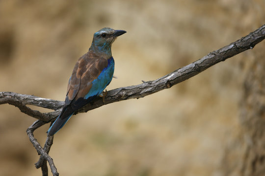 Common roller (Coracias garrulus) on branch, Bagerova Steppe, Kerch Peninsula, Crimea, Ukraine, July 2009