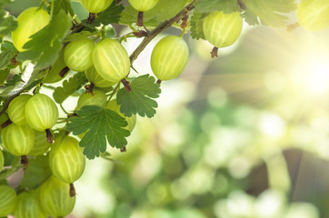 berries gooseberry growing on a branch of bush