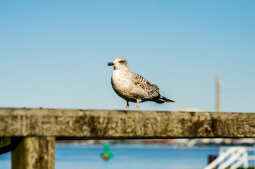 Obraz premium Möwe Vogel am Hafen