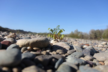 The plant is among the rocks.