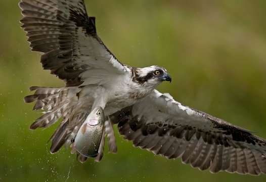 Osprey (Pandion haliaetus) in flight with fish, Kangasala, Finland, August 2009 WWE BOOK, WWE INDOOR EXHIBITION