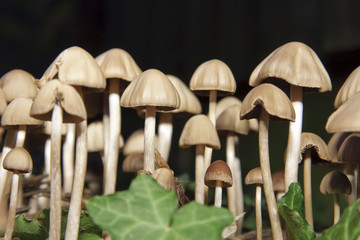 Fungi at ground level