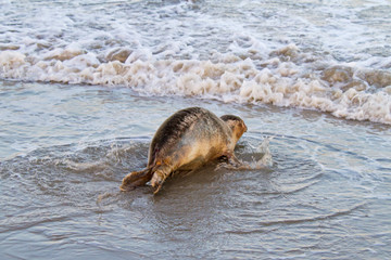 Young harbor seal (Phoca vitulina) crawling over the beach towards the sea © Matauw