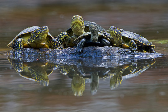 Three European pond turtles (Emys orbicularis) and a Balkan terrapin (Mauremys rivulata) on a rock surrounded by water, Butrint, Albania, June 2009 WWE OUTDOOR EXHIBITION.