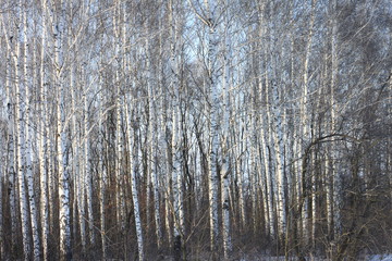 Birch trees in bright sunshine / trunks of birch trees in birch-wood