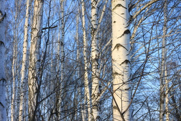 Obraz premium Birch trees in bright sunshine / trunks of birch trees in birch-wood