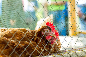 Chicken farm