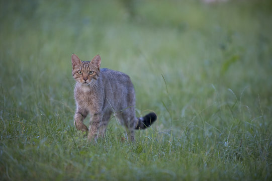 Wild cat (Felis silvestris) Codrii Forest Reserve, Moldova, June 2009