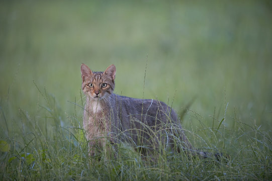 Wild cat (Felis silvestris) Codrii Forest Reserve, Moldova, June 2009