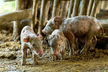 Pigs Farm