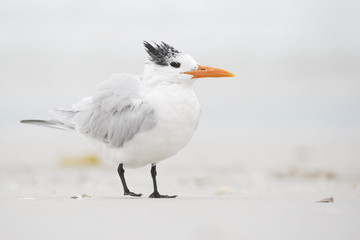 Royal Tern (Thalasseus maximus) standing on the beach, Fort De Soto Park, Tierra Verde, Florida, USA