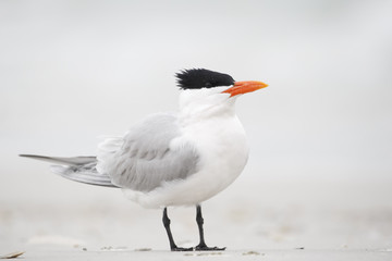 Royal Tern (Thalasseus maximus) standing on the beach, Fort De Soto Park, Tierra Verde, Florida, USA
