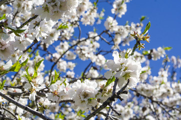 closeup of the branch of an almond tree in full bloom