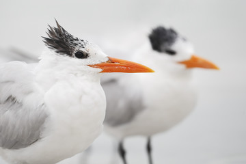 Royal Tern (Thalasseus maximus) standing on the beach, Fort De Soto Park, Tierra Verde, Florida, USA