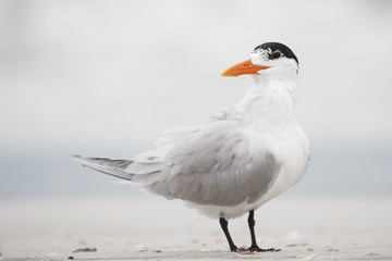 Royal Tern (Thalasseus maximus) standing on the beach, Fort De Soto Park, Tierra Verde, Florida, USA