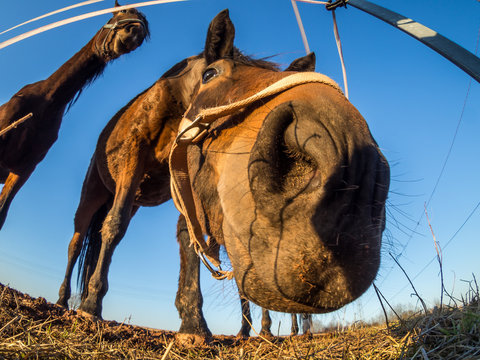 komisches Pferd