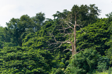 Deep Forest in Thailand