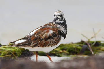 Ruddy turnstone (Arenaria interpres) on the beach, Curry Hammock State Park, Florida, USA
