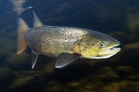 Female Atlantic salmon (Salmo salar) River Orkla, Norway, October 2008