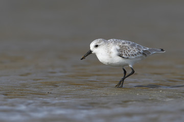 Sanderling (Calidris alba) walking on beach, Bolivar Peninsula, Texas, USA