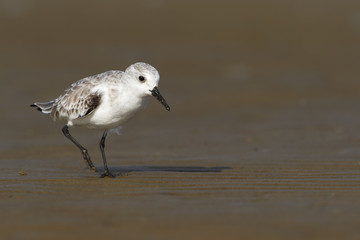 Sanderling (Calidris alba) walking on beach, Bolivar Peninsula, Texas, USA