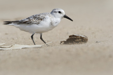 Obraz premium Sanderling (Calidris alba) walking on beach, Bolivar Peninsula, Texas, USA