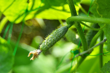 Cucumberin on garden-bed
