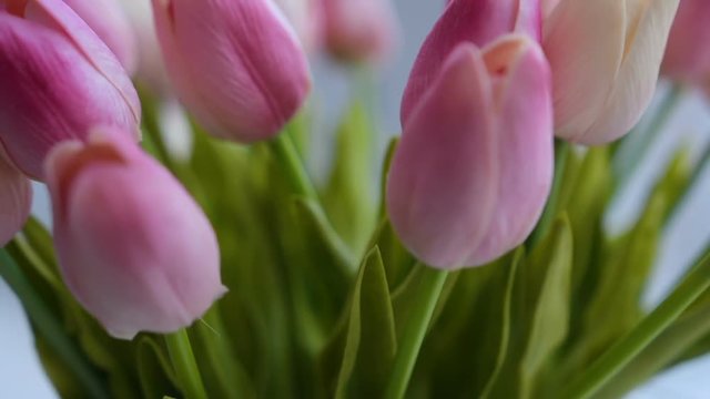 Close-up of a bouquet of tulips on a light background