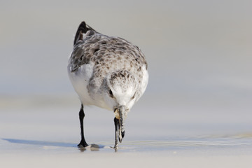 Sanderling (Calidris alba), Tortuga Bay, Santa Cruz, Galapagos Islands