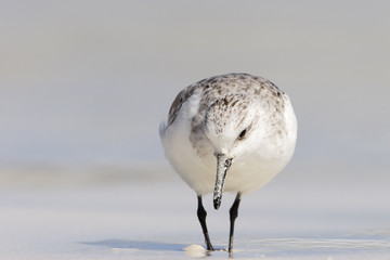 Sanderling (Calidris alba), Tortuga Bay, Santa Cruz, Galapagos Islands